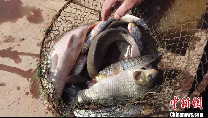 图为黄河鱼。 李强 摄 黄河内蒙古段“餐桌未启” 民众将“开河鱼”打包尝鲜